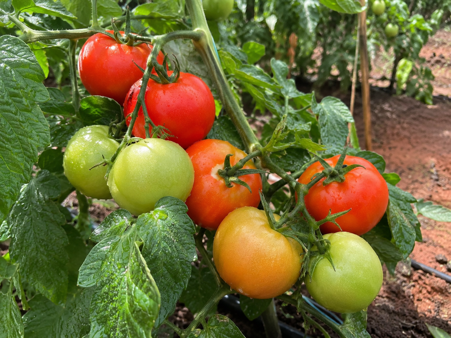 Tomatoes from Ubuntu Livestock & Produce